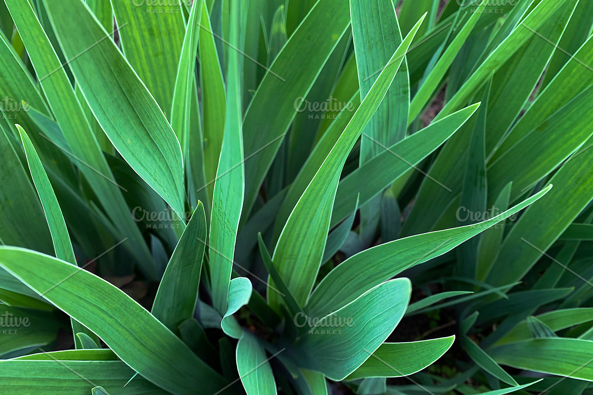 Green Natural Leaves Texture, a Photo by VetalStock (Photo 6 of 8)