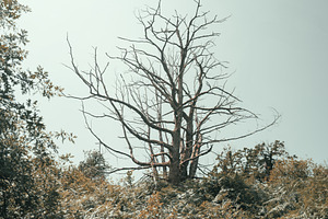 Bare tree above green forest, a Wallpaper Photo by SkyNext