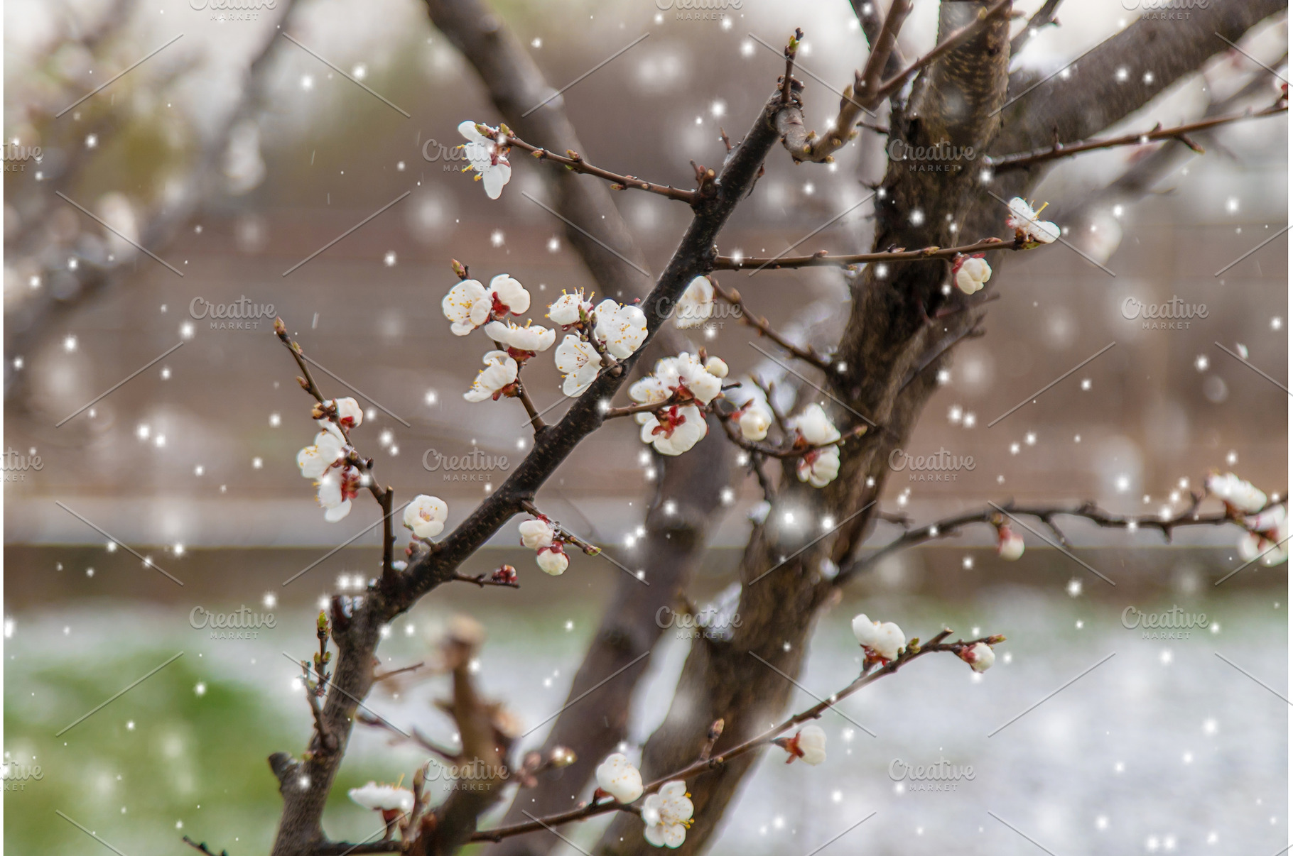 Trees bloom snow spring. Selective, a Nature Photo by yanadjana