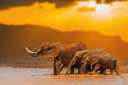 Elephant in water on savannah in National park of Africa on suns, an Animal Photo by Byrdyak