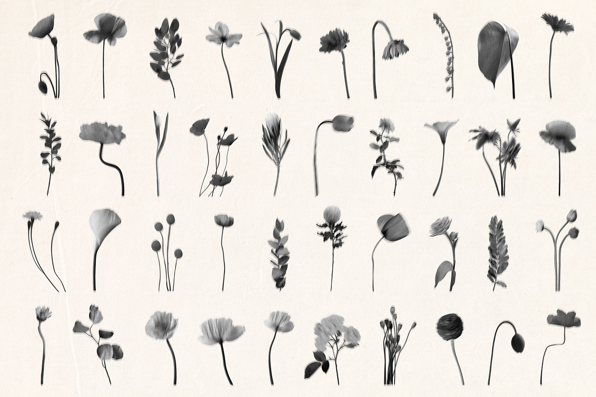 Shadow Blooms, an Object Graphic by Dina Mae (Photo 6 of 10)