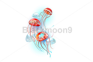 Red jellyfish, an Animal Illustration by blackmoon9