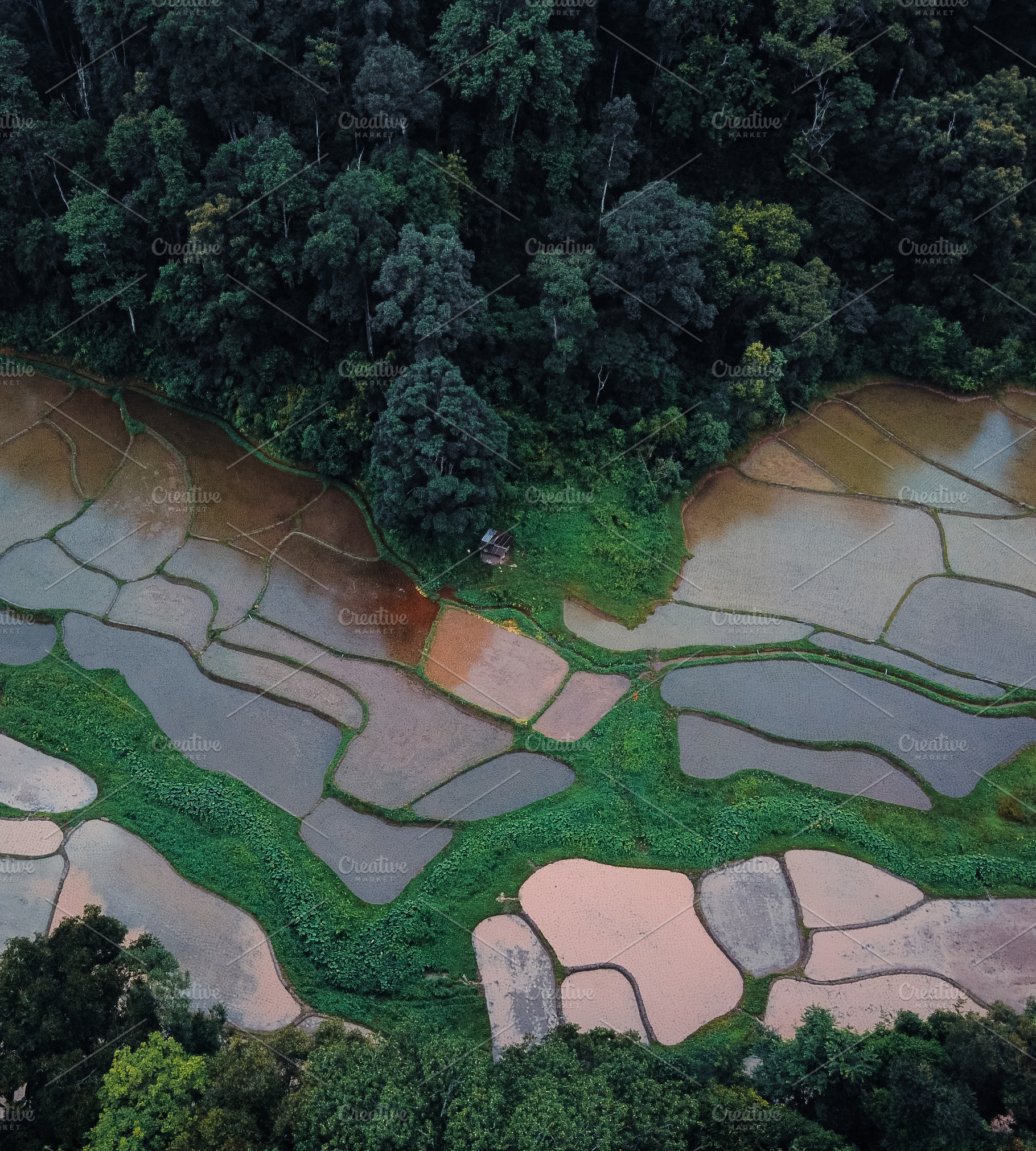 The rice fields in the forest are cultivating., a Nature Photo by Art ...