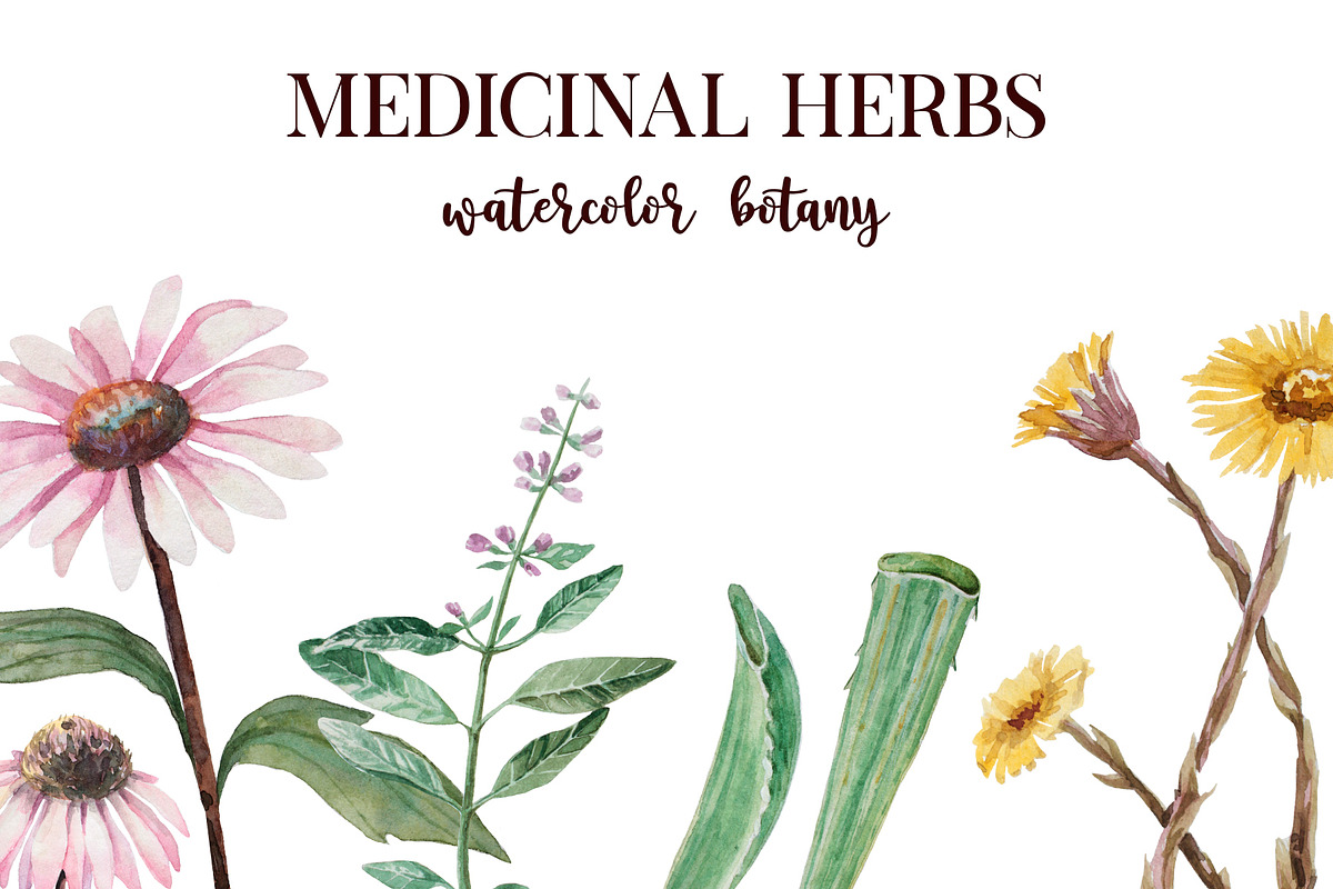 Medicinal herbs in watercolor, a Healthcare Illustration by Dashamoony (Photo 1 of 2)