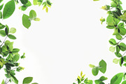 99 Frames of green leaves, a Nature Photo by Handmadefont (Thumbnail 31 of 100)