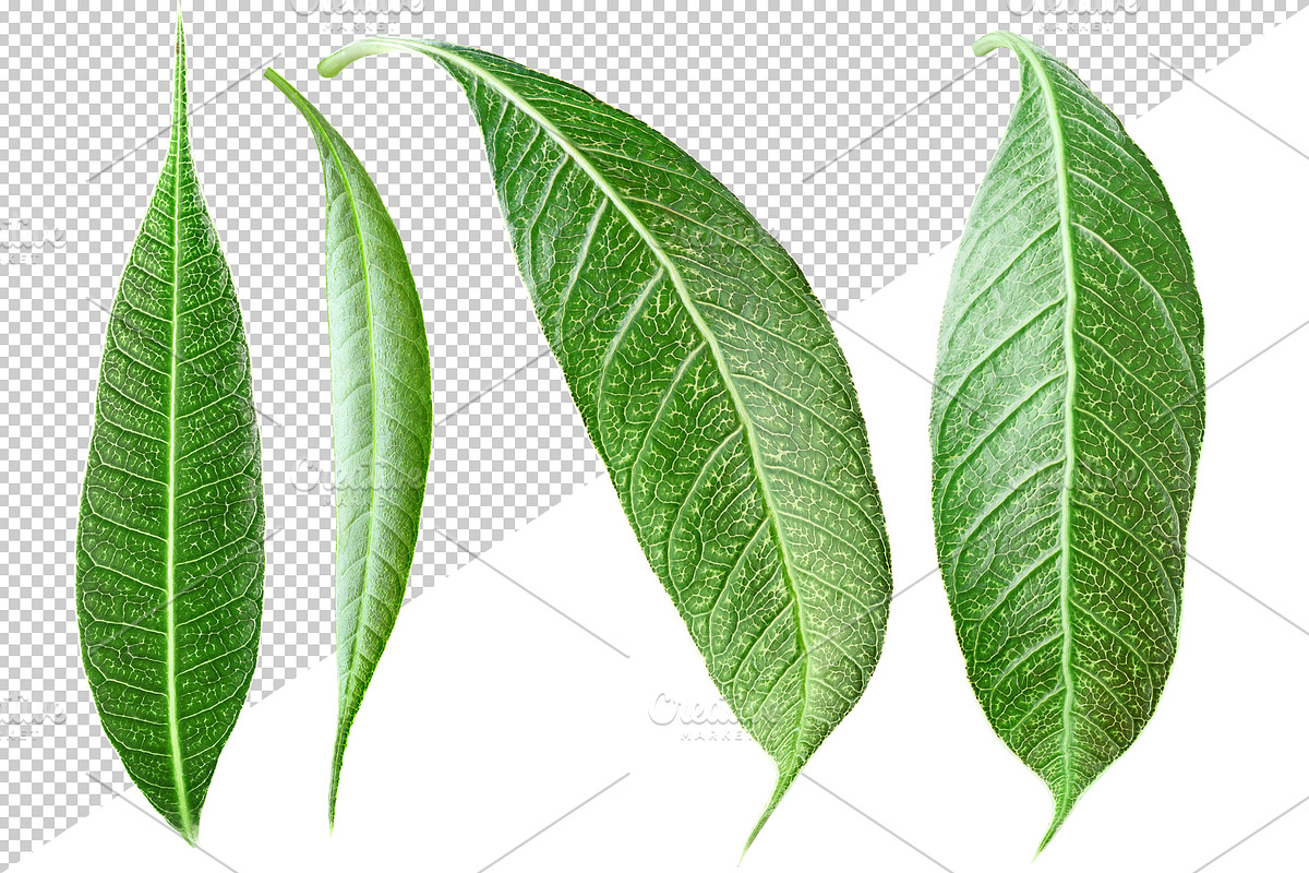10 glossy leaves, an Object Graphic by Fruits+Veggies (Photo 4 of 4)