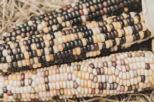 Corn Kernels Up Close