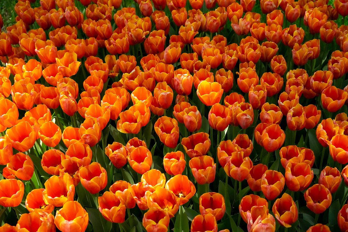Vibrant Red Tulips in Full Bloom, a Nature Photo by Silent Nature (Photo 3 of 4)