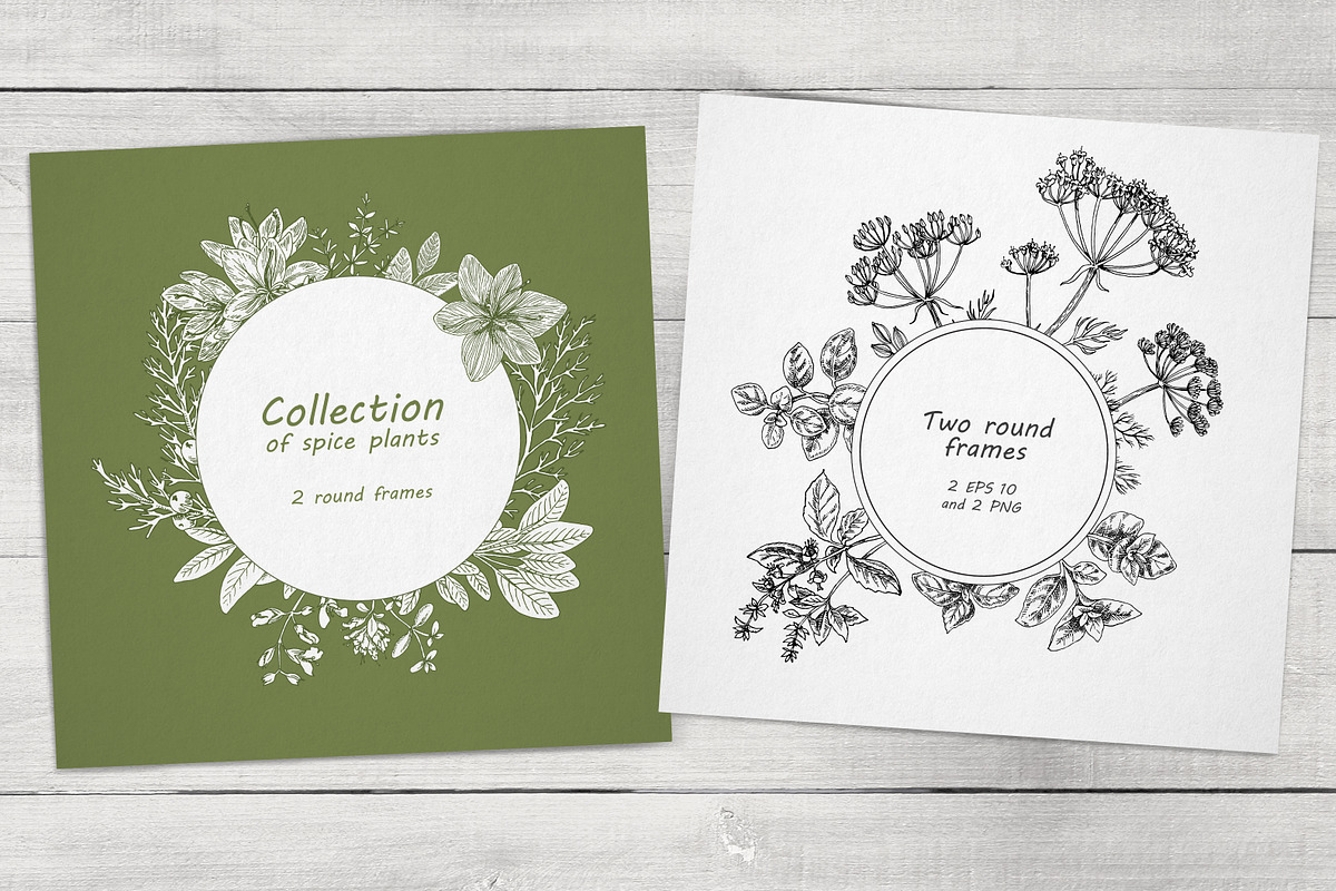 Spice Plants Collection, an Illustration by Evgeniia Lanskikh (Photo 10 of 11)