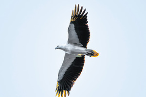 White-bellied sea eagle, an Animal Photo by Rob D Animal Photography