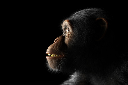 Chimpanzee monkey face portrait.