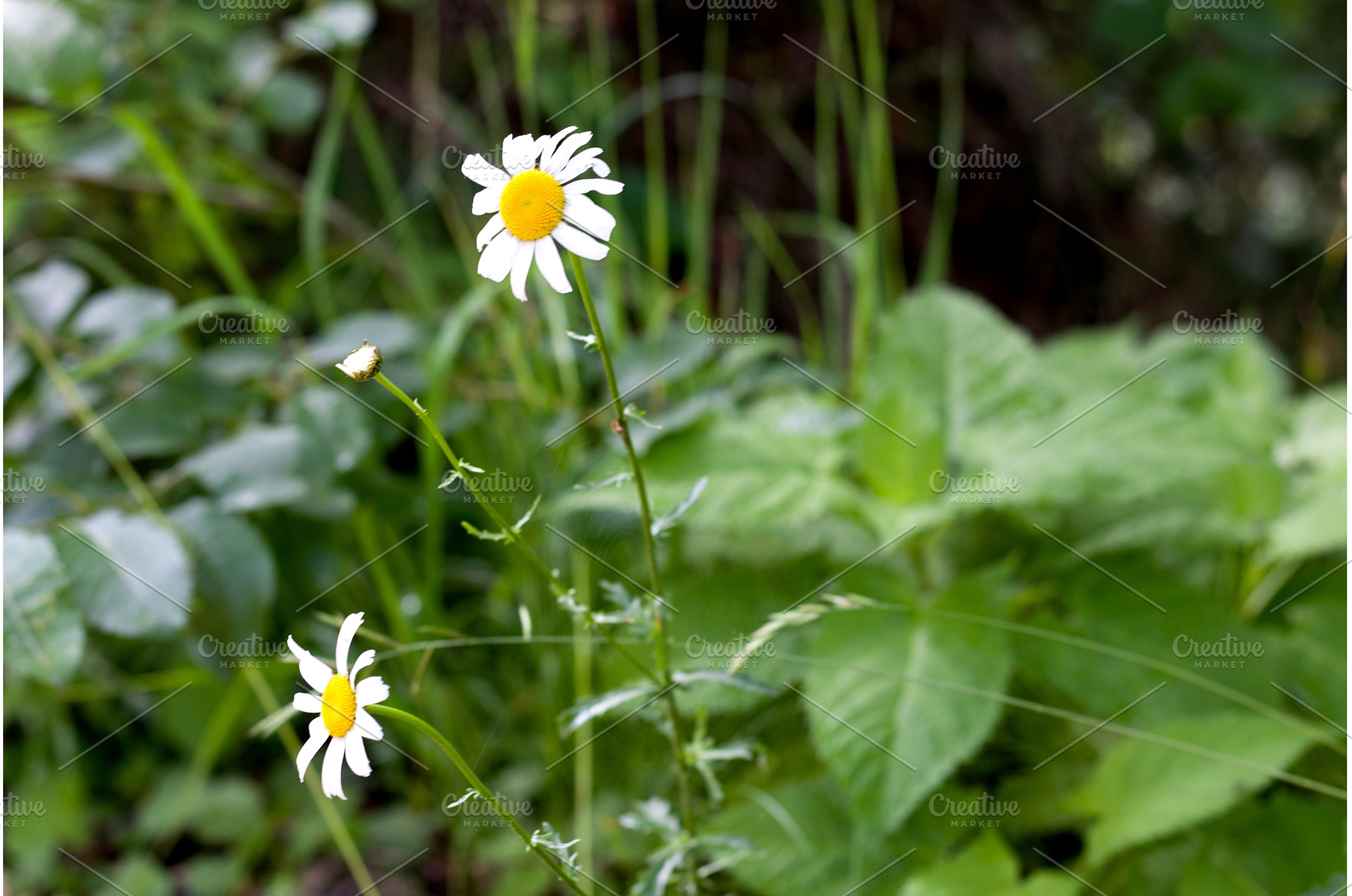 Daisies bloom in the lush greenery, a Nature Photo by Irina