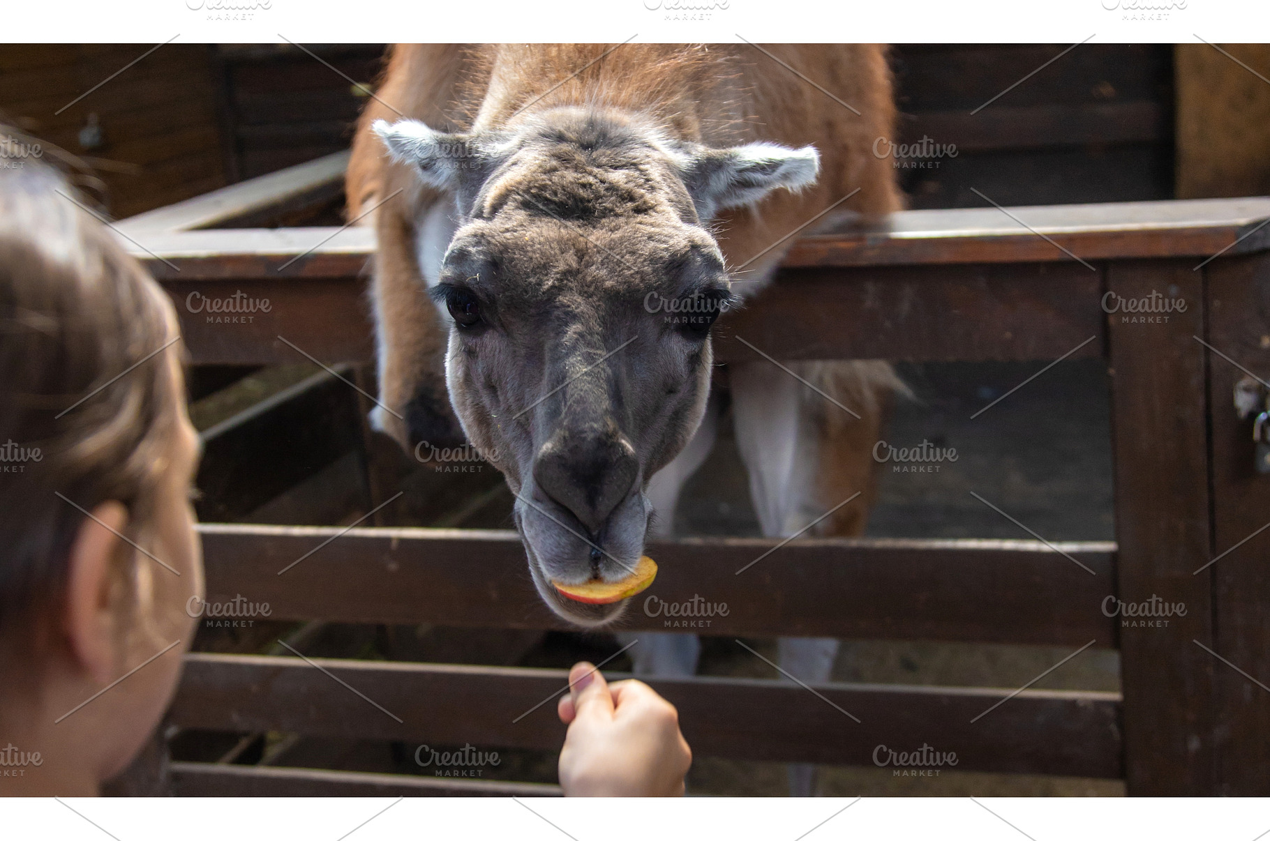 A child feeds a llama on a farm, a Nature Photo by yanadjana
