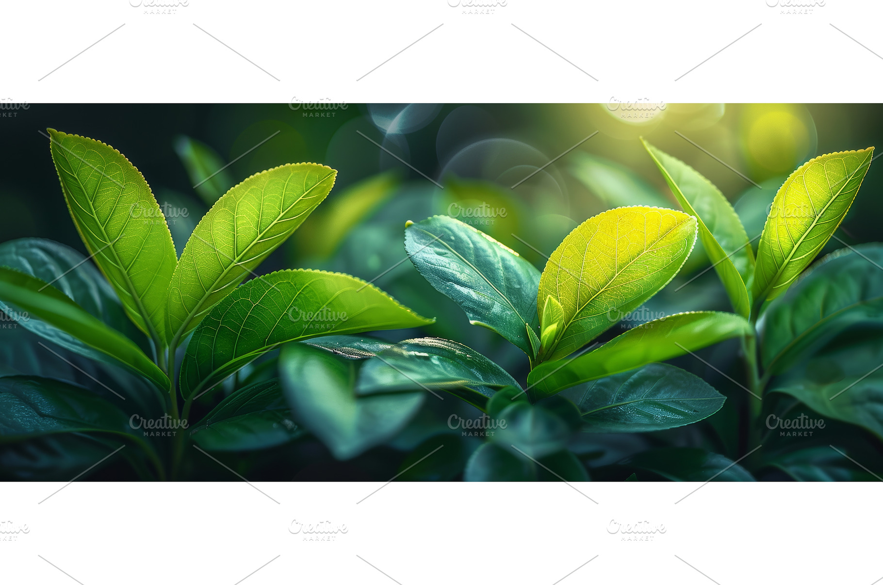 Closeup of a green leafed indoor, a Nature Photo by ZinetroN