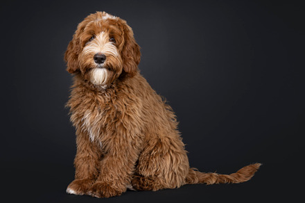 Labradoodle on black background, an Animal Photo by Cat'chy Images by Nynke