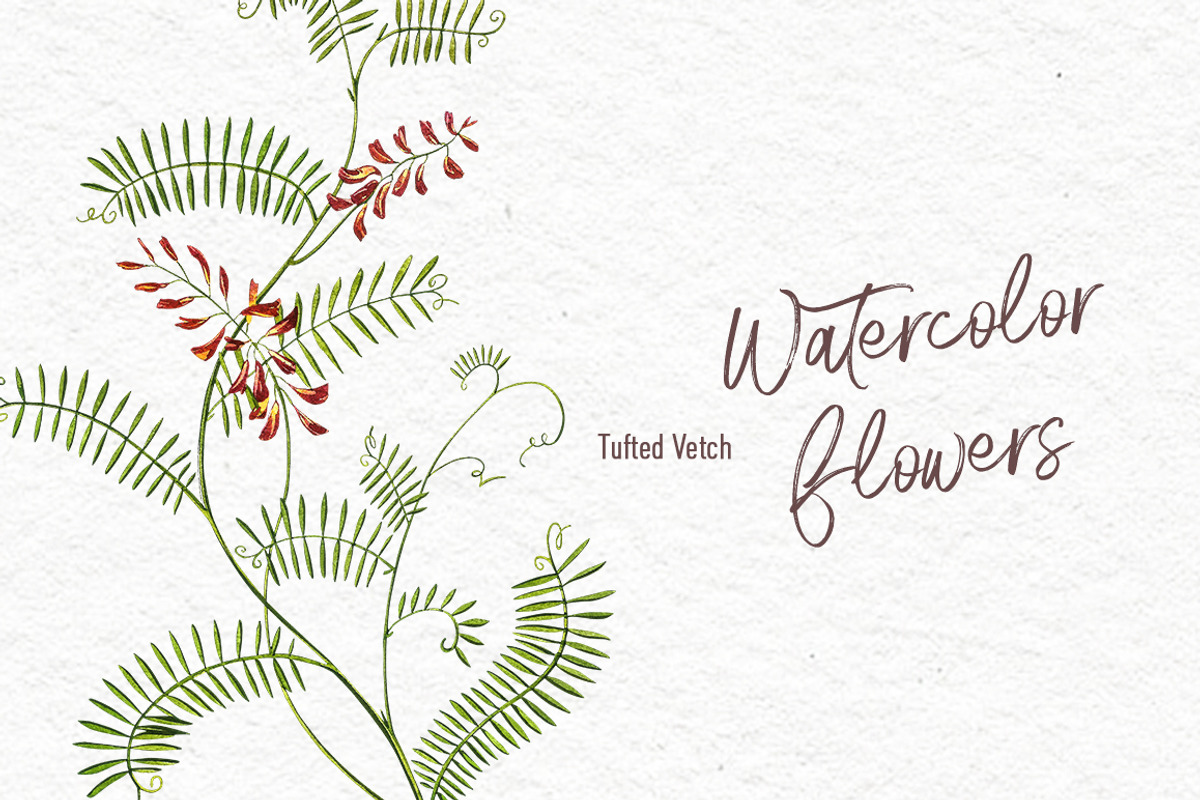 Wildflowers & Gardenflowers clipart, a Decorative Illustration by Ann Astro (Photo 8 of 9)