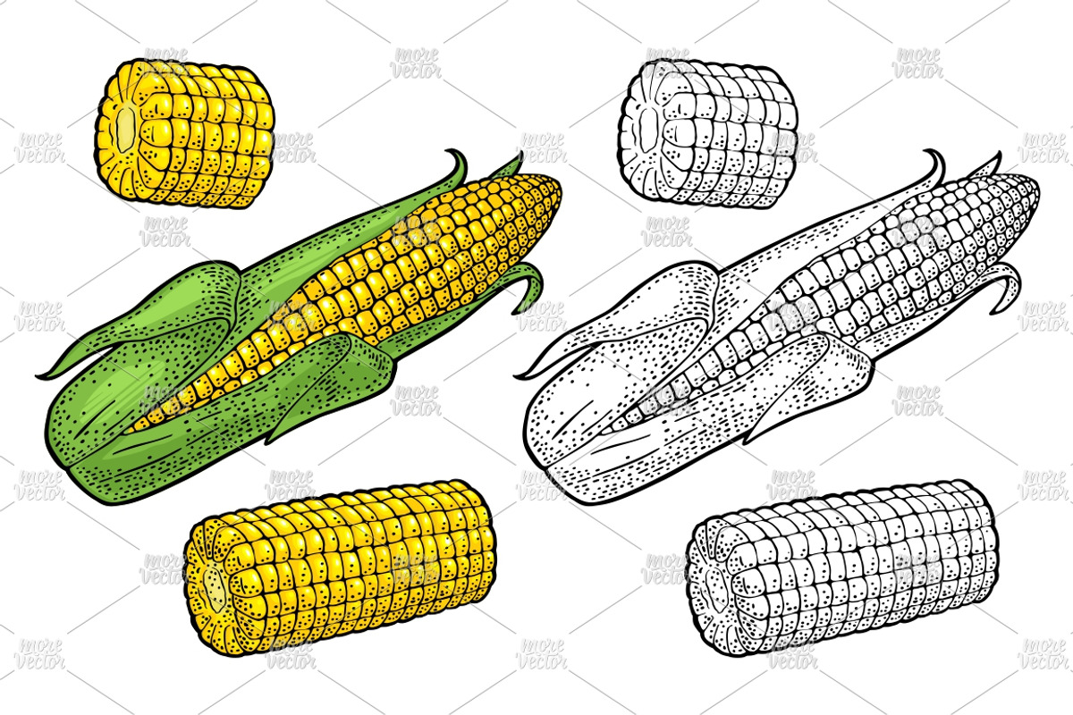 Ripe corn cob engraving, an Illustration by MoreVector