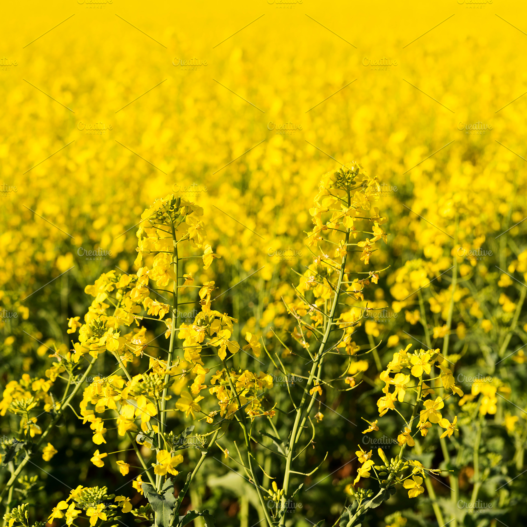 Canola Flower, a Nature Photo by THP Creative