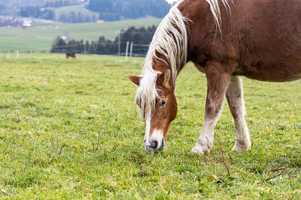 Beautiful red horse against the back, an Animal Photo by Illustrations&photos