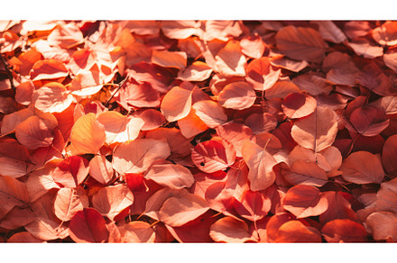 orange red texture sunny abstract ai, an Abstract Photo by pikepicture
