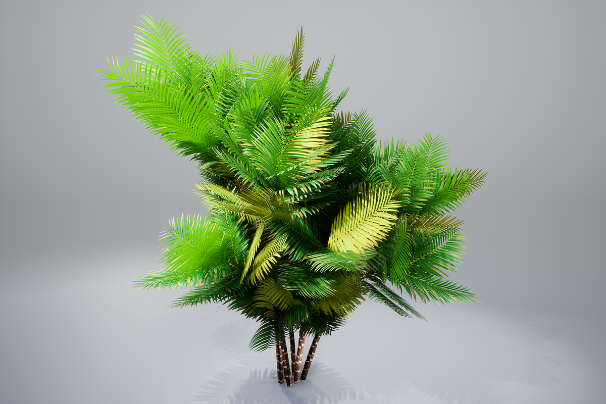 Pinanga coronata, an Environmental 3D Model by AndrewWhite (Photo 15 of 25)