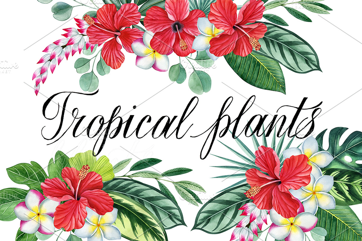 Tropical plants set, an Illustration by Watercolor life (Photo 1 of 13)
