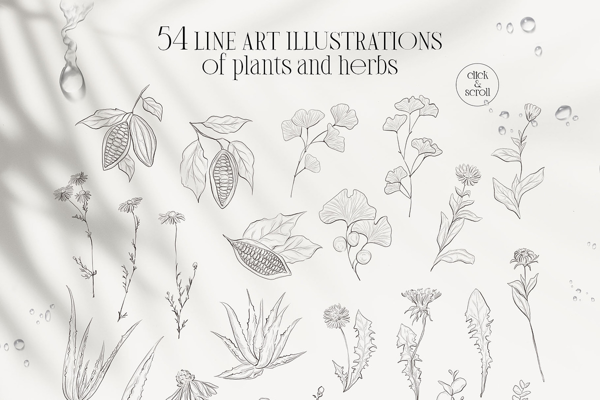 PLANTS & HERBS illustrations set, a Healthcare Illustration by Yuliia Lashevska (Photo 2 of 14)