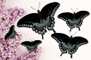 6 Beautiful Butterfly Illustrations