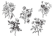Antique Roses - Illustration Set, a Decorative Illustration by Encre Studio (Thumbnail 2 of 5)