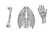 Human Skeleton Structure, a Healthcare Illustration by Tettygreen (Thumbnail 2 of 3)