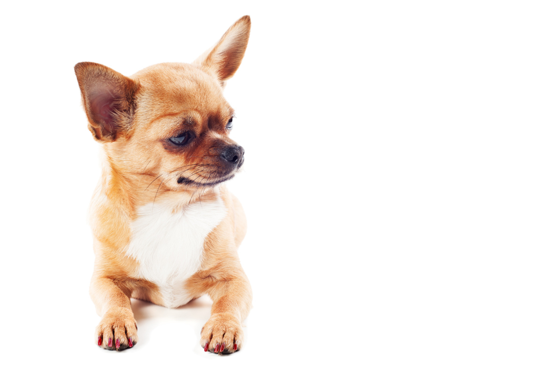 Chihuahua dog stock photo containing adorable and animal, an Animal Photo by PhIllStudio