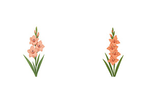 Elegant gladiolus flowers in soft, a Nature Photo by ZinetroN