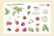 Raspberry. Watercolor Clip Art, a Food Illustration by Farida Bik (Thumbnail 2 of 11)