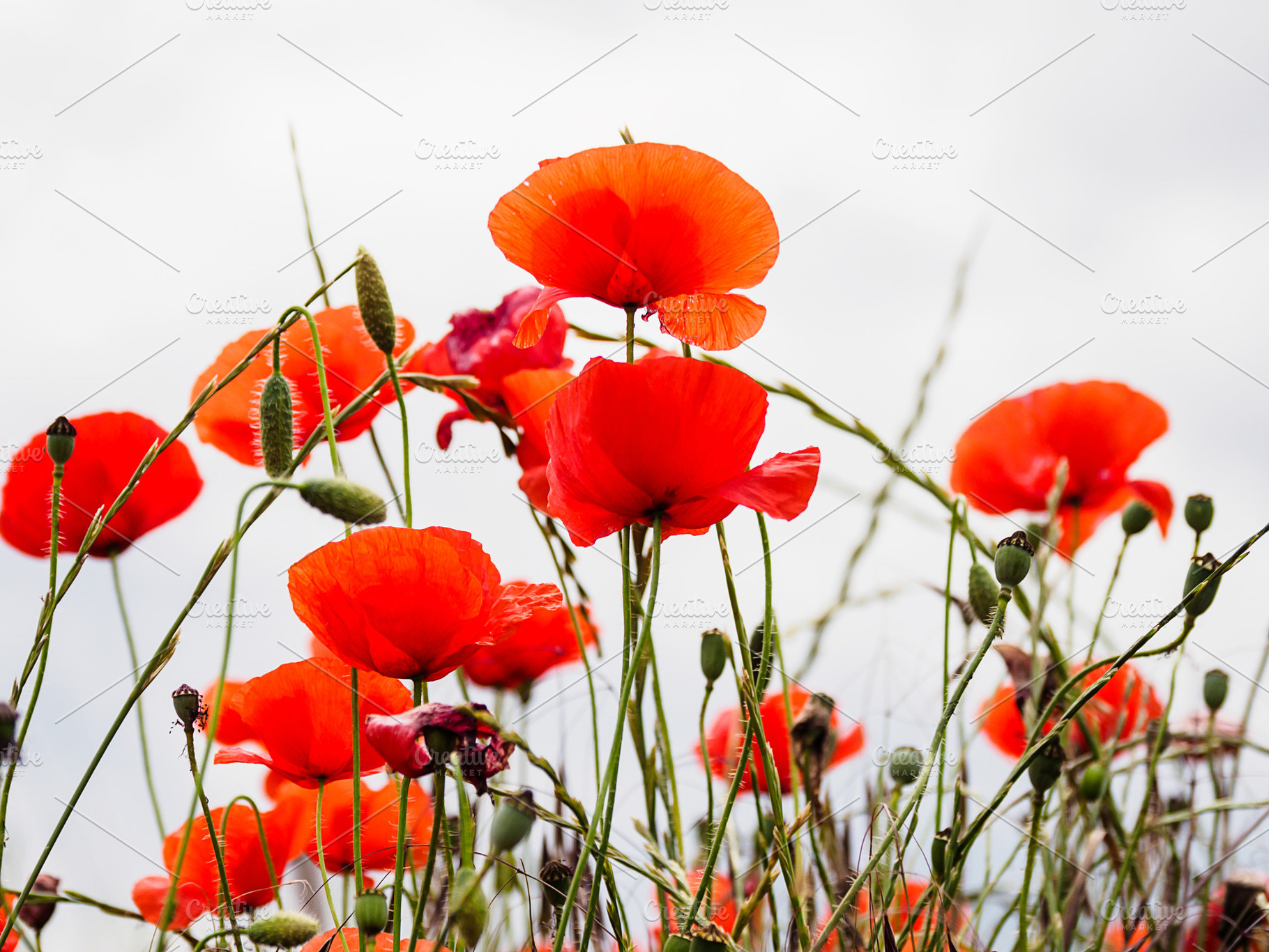 Poppies stock photo containing flower and spring, a Nature Photo by Pabkov
