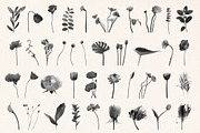 Shadow Blooms, an Object Graphic by Dina Mae (Thumbnail 7 of 10)