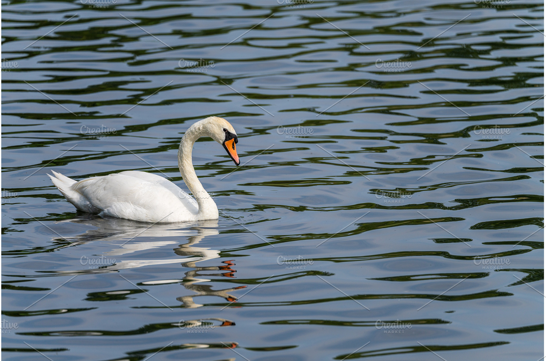 Side view of a swan gliding on the, an Animal Photo by Backyard Stock