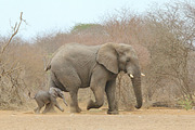 Elephant Power - Cute Baby Animals, an Animal Photo by Wildlife Wonder (Thumbnail 2 of 2)