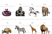 Realistic Animals Clipart, Lion PNG, an Animal Illustration by BrushstrokeArtGB (Thumbnail 6 of 9)