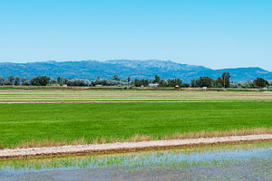 rice paddies in the Ebro Delta, Spain, banner, a Photo by Nito