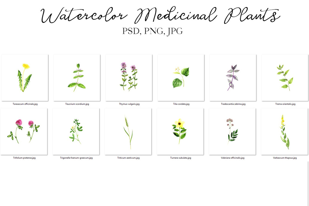 Watercolor Medicinal Plants, a Healthcare Illustration by cat_arch_angel (Photo 6 of 7)