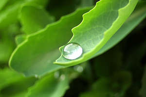 Big drop on leaf, a Photo by saiko3p