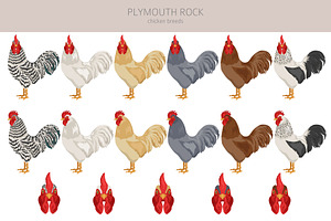 Plymouth Rock Chicken Breed Clip Art