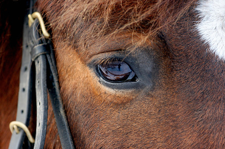 Horse eye in dark, close up