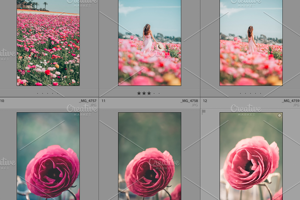 Dreamy Flower Fields Photo Bundle, a Nature Photo by Munopia (Photo 3 of 5)
