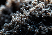 52 Fictional Microscopic Organisms, an Abstract Photo by h.utomo (Thumbnail 27 of 52)