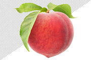 Isolated peach with leaves, an Object Graphic by Fruits+Veggies (Thumbnail 2 of 4)