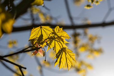 green foliage on a maple tree in spring bloom, a Photo by MyPhotos