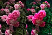 Rose Velvet Bloom Lightroom Presets, a Preset Add-On by AAA Presets (Thumbnail 9 of 12)