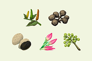 Southeast Asian Spices, a Food Illustration by Deemak Daksina (Thumbnail 2 of 3)
