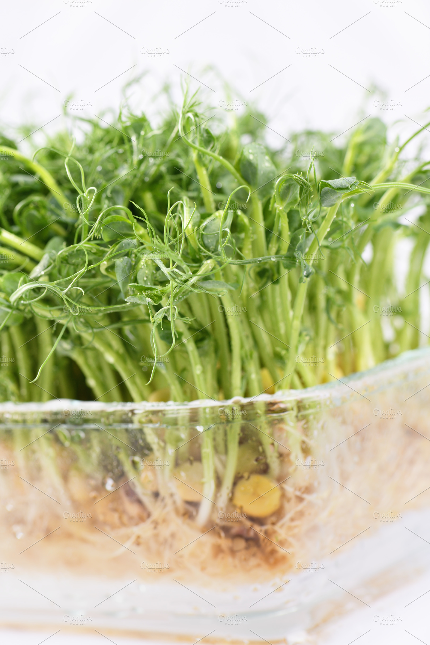Green pea seed sprouts, a Food & Drink Photo by Apolonia